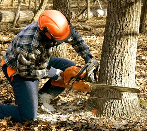 Tree Removal in Austin, IN